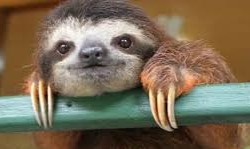 picture of sloth