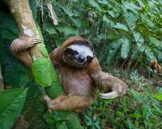 picture of sloth