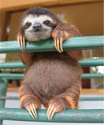 picture of sloth