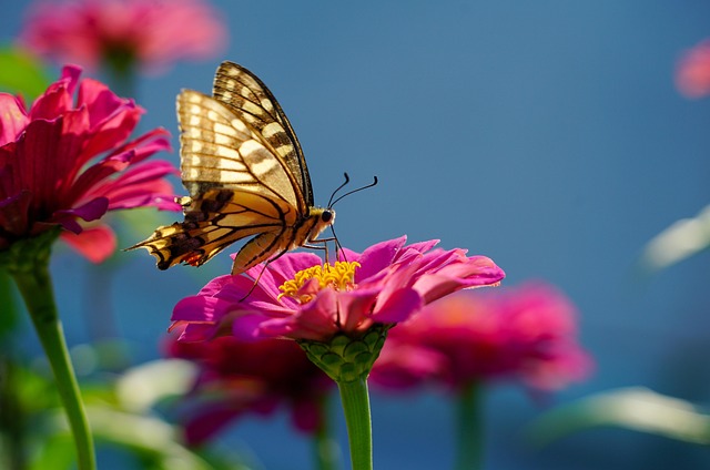 Butterfly on flower