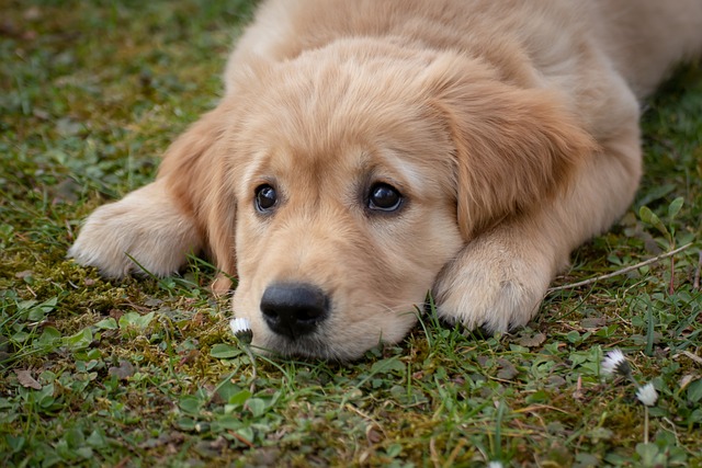 Golden retriever puppy