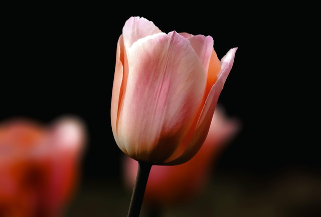 pink tulip